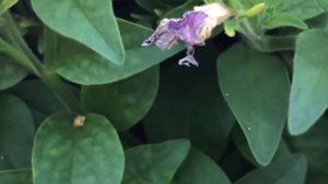 Мелкоцветковая петуния (минимультифлора). Цветочки мелкие, но их огромное количество! Плотная шапка