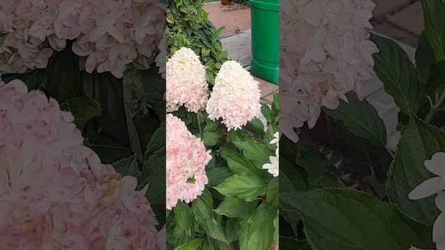 Обзор гортензий. Красотка Sammer Love смотреть онлайн