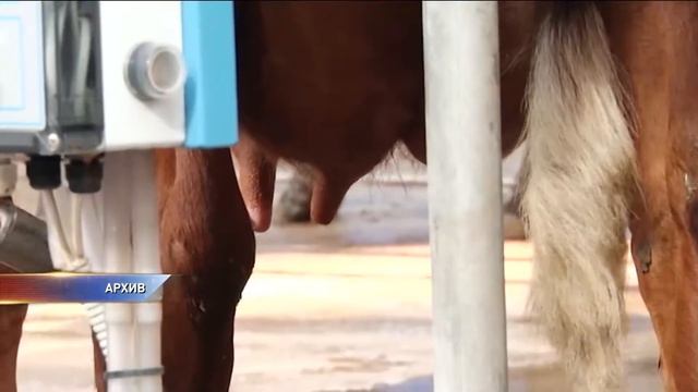 Омским фермерам увеличат субсидии на молочное производство смотреть онлайн