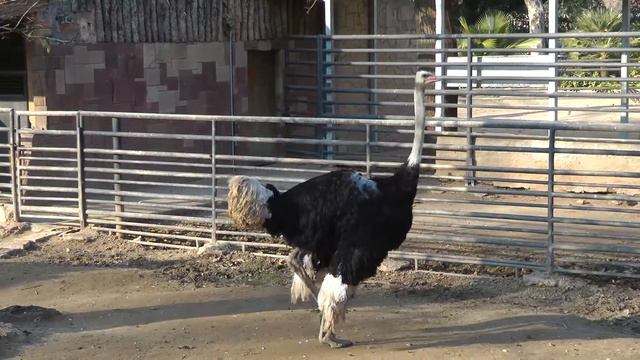 Зебры, строящие страусов смотреть онлайн