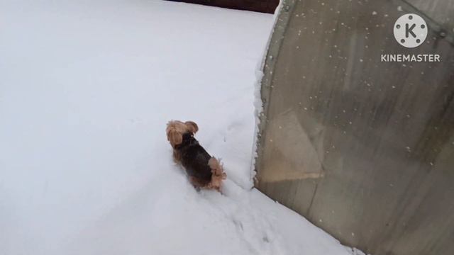 Заснеженный сад, собачка в сугробах. На память о зиме 2023 смотреть онлайн