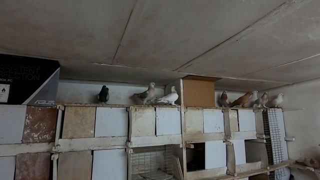 Голубятня- новая порода голубей, 31 05 2020г(приобретение). смотреть онлайн