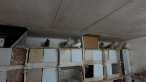 Голубятня- новая порода голубей, 31 05 2020г(приобретение).