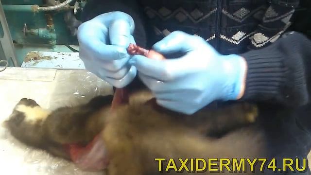 Видеоурок по таксидермии: изготовление чучела куницы 2