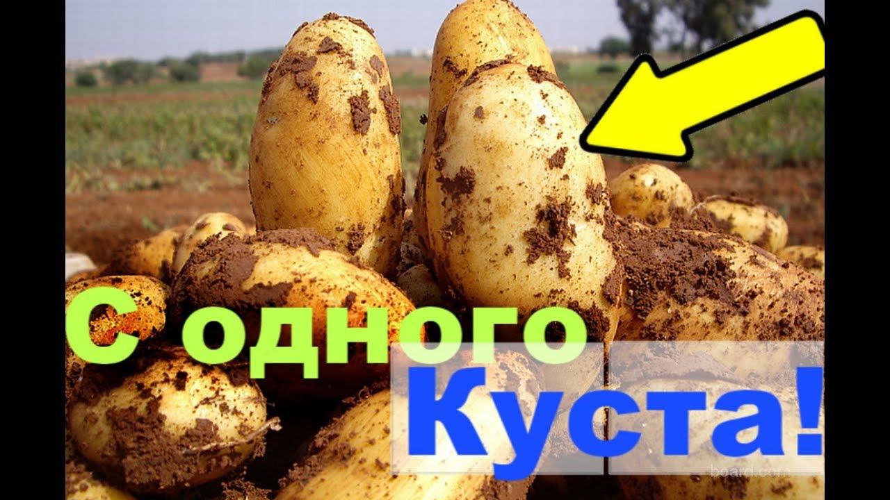 Голландский способ выращивания картофеля! Невероятно!