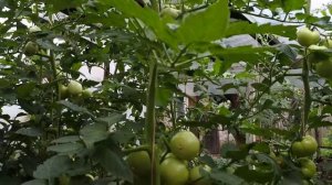 Томат Абелус Abellus