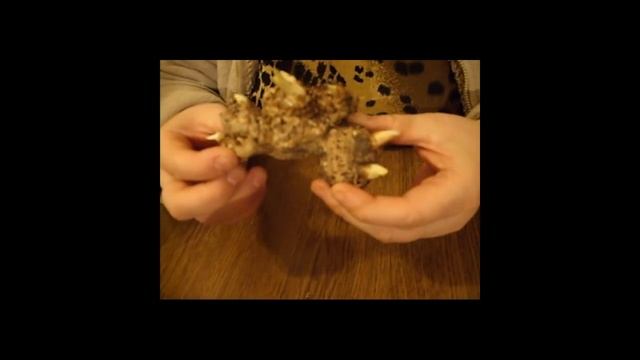 Как правильно посадить каллу.  Калла Apricot Glow