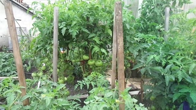 САМЫЕ КРУПНЫЕ ТОМАТЫ ДЛЯ ОТКРЫТОГО! Ольга Чернова.