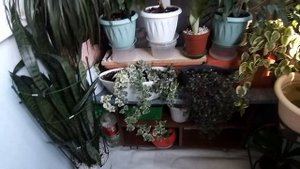 РАБОТА НА ЛОДЖИИ. МОИ НОВИНКИ. ОРАНЖЕРЕЯ НА БАЛКОНЕ.