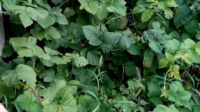 Ежевика. Лесные растения на нашем огороде. смотреть онлайн