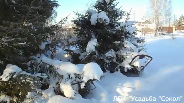 Как живется собаке у новых хозяев