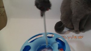 Игрушка для кошки. Funny toy for Cat. Banggood