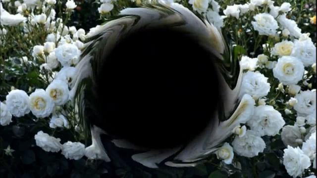 ❀ Розы немецкой селекции. Новинки 2017 года смотреть онлайн