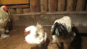 Куры несутся зимой. Что делать чтобы куры неслись зимой. Куры несутся зимой как летом каждый день.