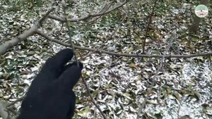 Веретено с скелетными ветками на подвое ММ106. Часть 1. Скелетные ветки. Обрезка яблони веретеном.
