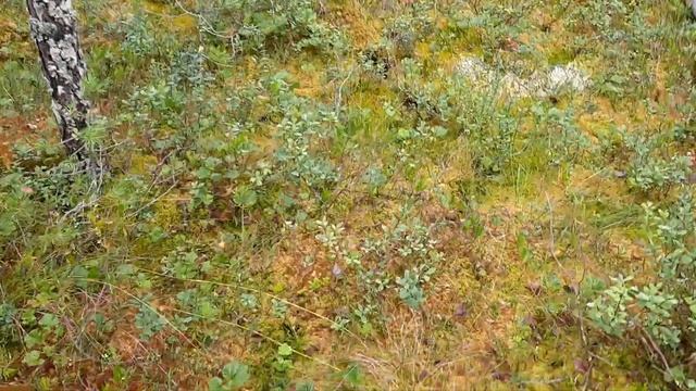 На болото за морошкой с Персиком смотреть онлайн