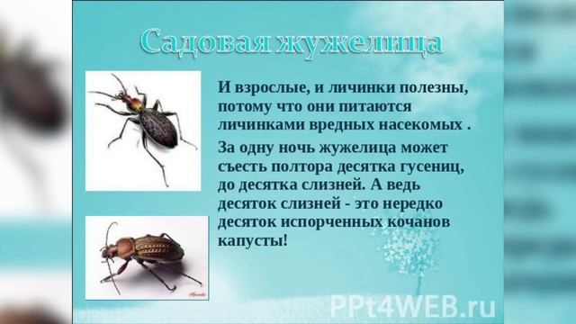 Домики для насекомых (полезные насекомые в саду и их привлечение) смотреть онлайн