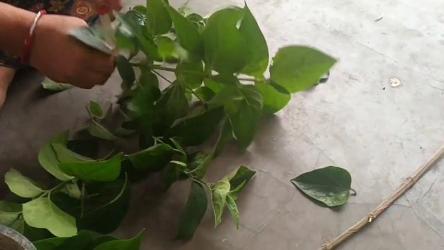 वकत रहत लग ल पध क कटग वरन पछतओग dont waste your timeplant these plants in your garde