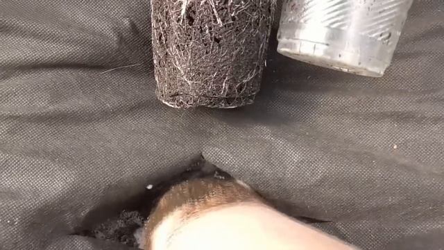 Высаживаю томаты в теплицу "МОКРЫМ" способом 4 апреля 2023 года. "Садишь в грязь, будешь князь!" смотреть онлайн