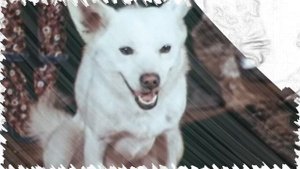 Краткое содержание - Хамелеон