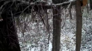 Капканная охота на соболя