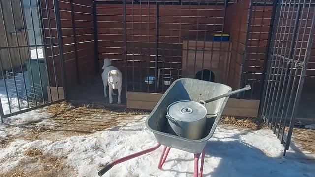 Кормлю лаек и подсадных уток смотреть онлайн