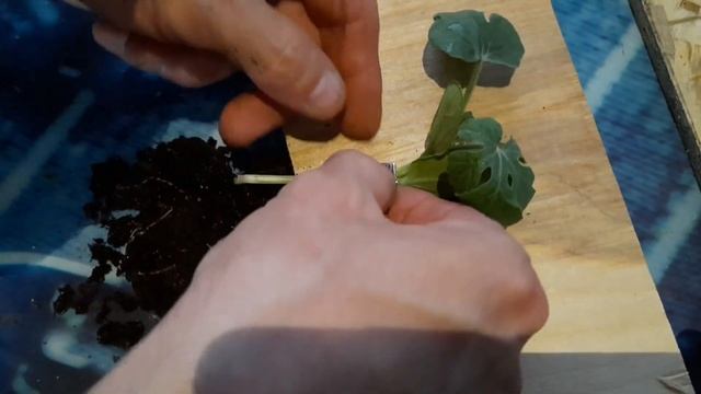 Прививка арбуза к лагенарии смотреть онлайн