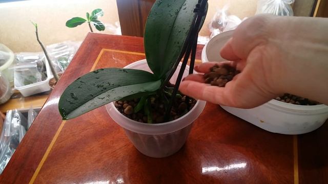 Пересадка новой орхидеи в керамзит..28.02.2020. смотреть онлайн