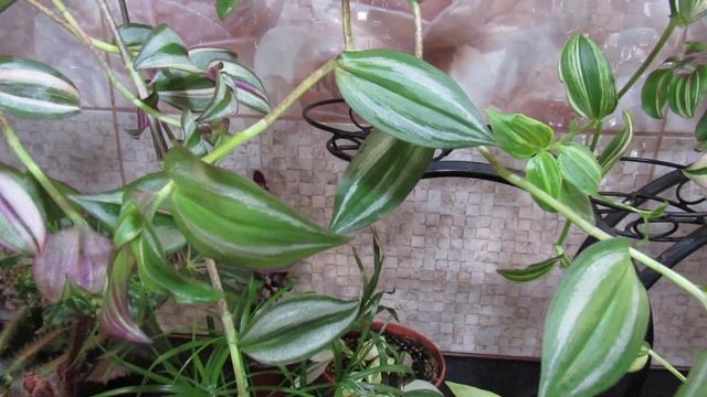 СОХНУТ КОНЧИКИ ЛИСТОВ. УСТРАНИТЬ ПРОБЛЕМУ ЛЕГКО. смотреть онлайн