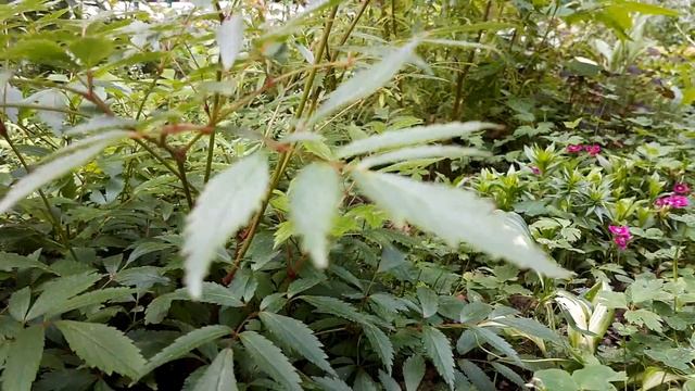 Астильба белая с пышными соцветиями смотреть онлайн