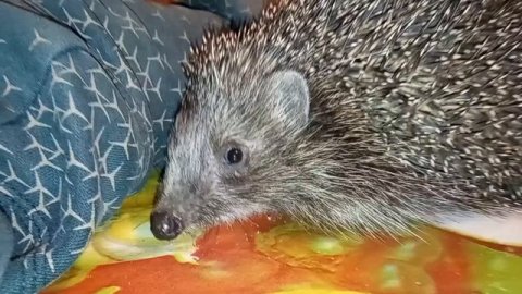 ДОМАШНИЙ И РУЧНОЙ ЁЖИК. #ёжики #ёжикручной #домашниеживотные