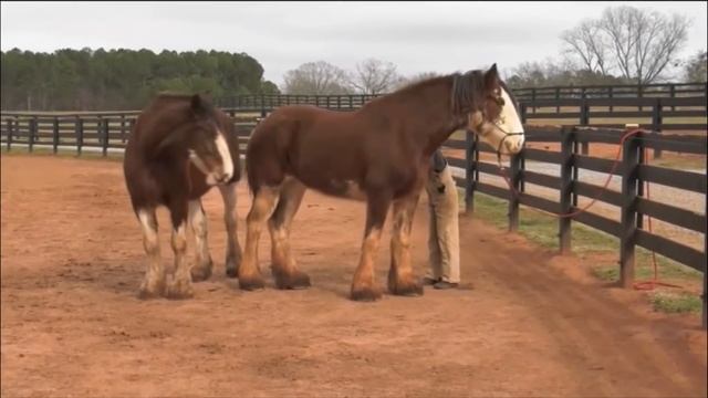 Самые Крупные Породы ЛОШАДЕЙ в Мире смотреть онлайн