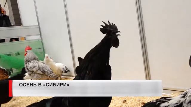 Выставка-ярмарка «Осень на даче» и «Ярмарка здоровья». Сюжет 8 канал смотреть онлайн