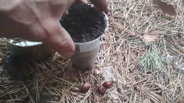 Сажаю кедровые орешки в Родовом поместье - корейский кедр