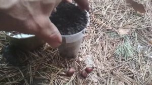 Сажаю кедровые орешки в Родовом поместье - корейский кедр