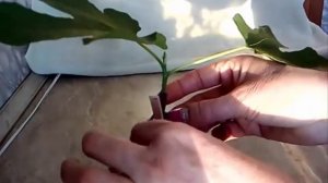 Инжир как вырастить дома из черенка размножить Fig Комнатный инжир Zimmer Feigen черенкование