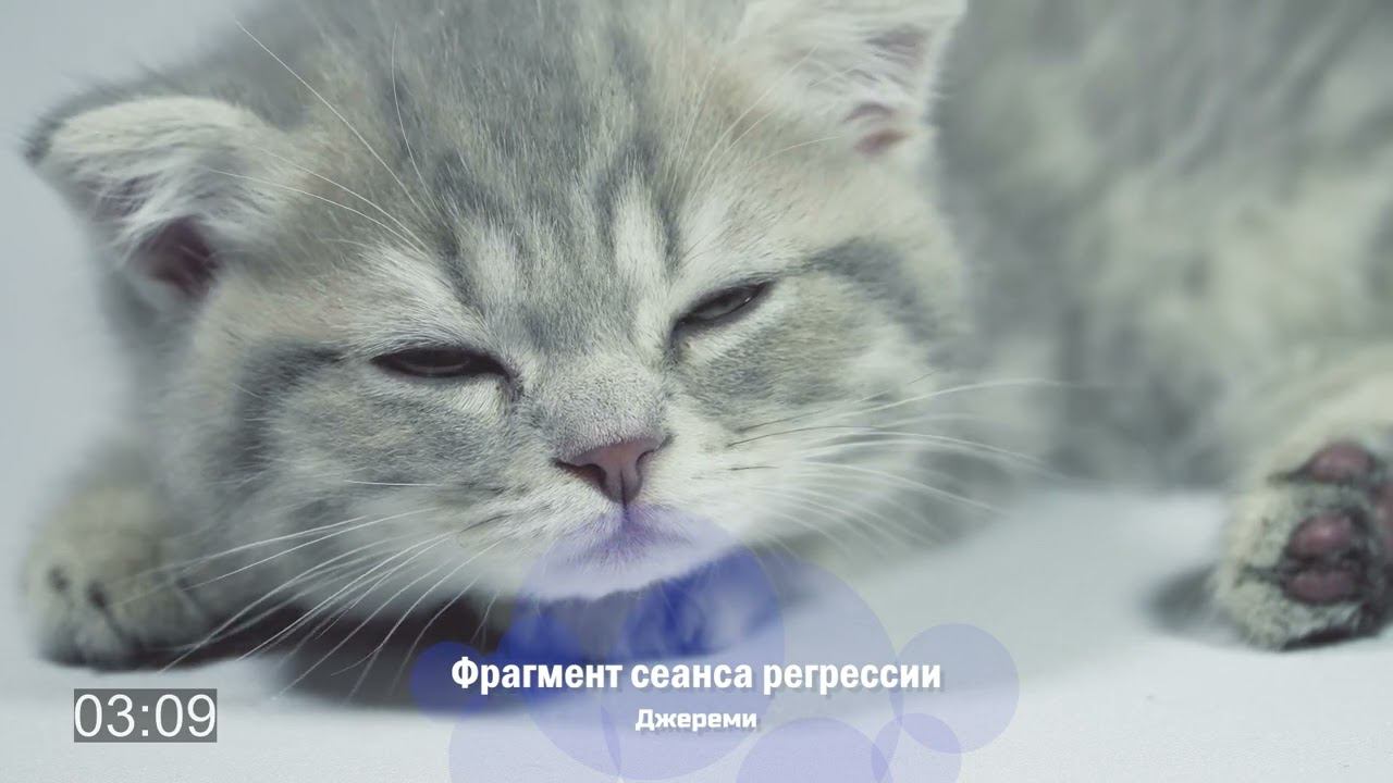 "Я был котом и меня звали Джереми" | Фрагмент сеанса регрессии