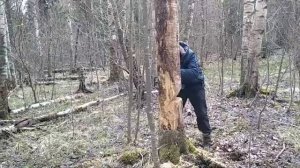 Валим лес! Санитарная рубка мертвых берёзок. Бензопила Stihl Ms 180.