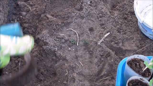 Наш суперранний урожай. Выращивание капусты пак чой.