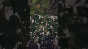 Отзыв о гостевом доме "У НАИРЫ" г. Адлер,ул.Крупской 40/3