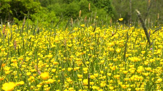 Релакс: Лютики. Маленькие кусочки солнца в 4К смотреть онлайн