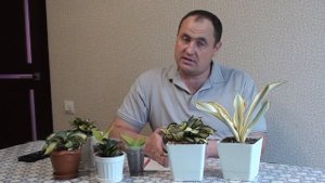 Сансевиерия Ханни. Особенности коллекционных сортов.