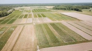 Производство туи западной Smaragd и Brabant.