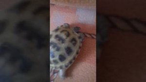 Как определить кто мальчик кто девочка