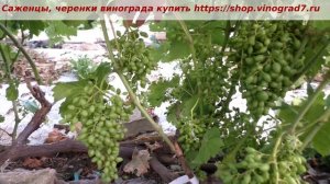 Оплодотворение соцветий винограда Рубиновая капля. Большие грозди- залог урожая. Пузенко Наталья