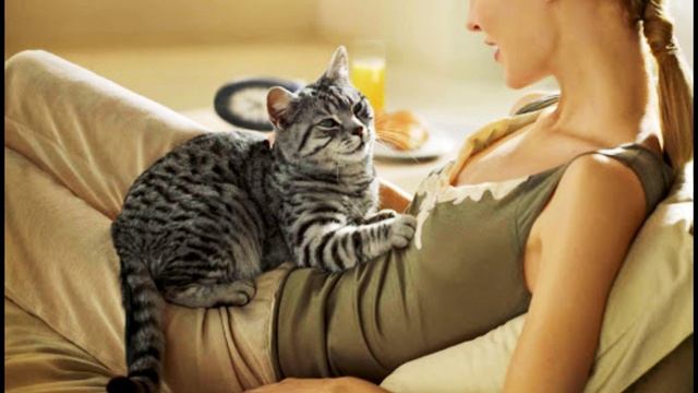 Почему мурлыкают кошки?