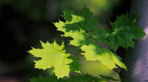 Ошо В БЕЗМОЛВИИ НАХОДИТСЯ  СИЛА  #Просветление#Пробуждение