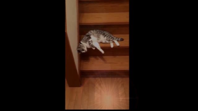 Кошка ползает как змея смотреть онлайн