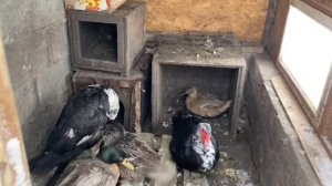 Дикие утки. Зимовка в домашних условиях.