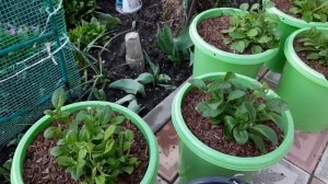 ДЕНЬ 3.ЗАЧЕМ ПЕТУНИИ СОСНОВАЯ КОРА. РАССТАНОВКА ГОРШЕЧНЫХ ПЕТУНИЙ ПОД НАВЕСОМ.ПОКУПКИ В ФИКСПРАЙС.